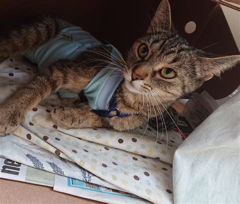 My rescue girl- Off to her forever home soon! | Scrolller