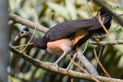 Fakta Maleo Burung Endemik Sulawesi Yang Terancam Punah