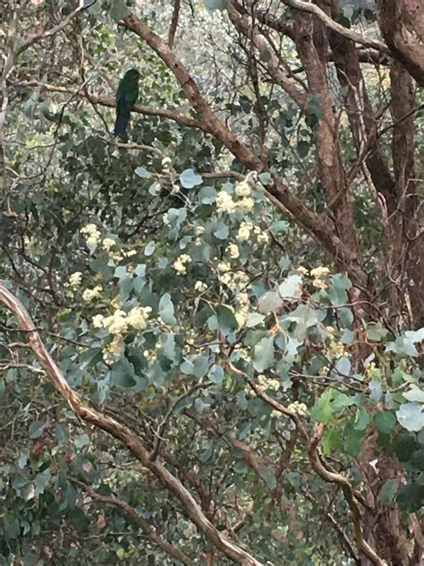 Silver Dollar Gum From Breakneck Yarra Glen Vic Au On October