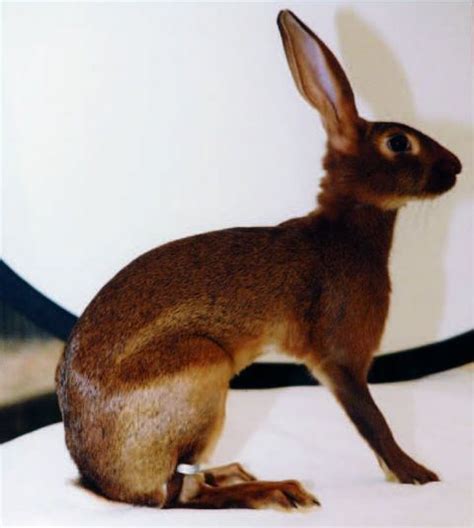 Belgian Hare - Alchetron, The Free Social Encyclopedia