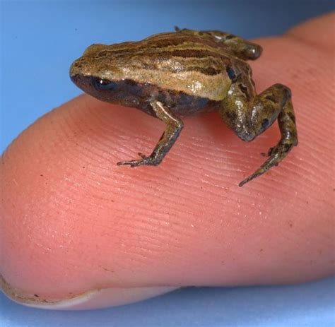 Tiere Mini Frosch Lebt Im Elfenwald Von Peru Welt