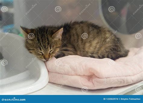 Homeless White Kitten Is Sleeping In A Shelter Behind A Glass Stock