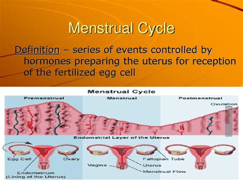 Ppt Menstrual Cycle Powerpoint Presentation Free Download Id710865