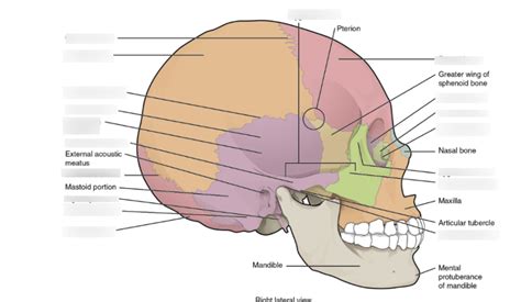 The Cranium Diagram Quizlet