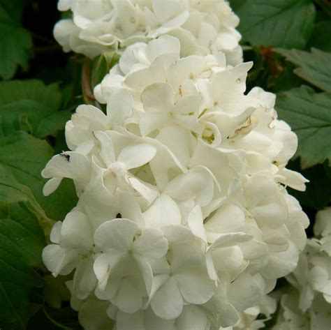 Viburnum opulus 'Sterile' from Neil Vanderkruk Holdings Inc.