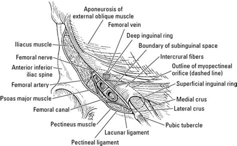 Aponeurosis Definition Anatomy - Anatomy Book