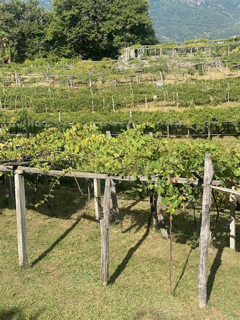 Prunent Il Nebbiolo Delle Valli Ossolane Storie Di Cibo