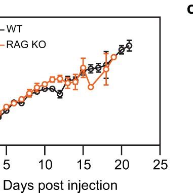 Adaptive Immune Cells Play A Protective Role During The Later Stages Of