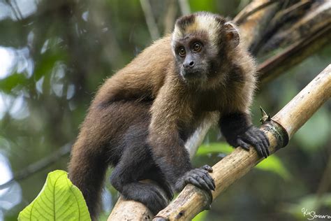 Brown Capuchin Sapajus Apella Kusi Seminario Behar Flickr