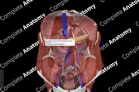 Anterior Layer of Thoracolumbar Fascia | Complete Anatomy