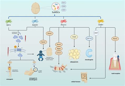 Frontiers Mesenchymal Stem Cells In Craniofacial Reconstruction A