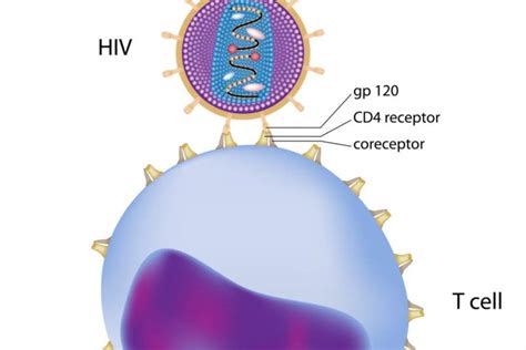 Understanding Cd4 Cells And Cd4 Cell Tests