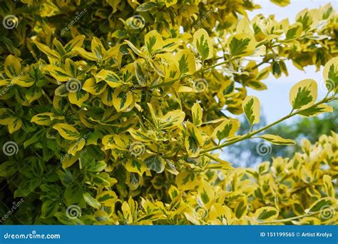 Wintercreeper Euonymus Fortunei Close Up Shot Nature Background With