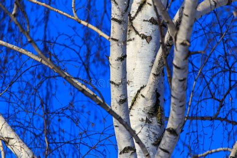 Naked Birch In Winter Against The Background Of Blue Sky Stock Image Image Of Fresh Beautiful