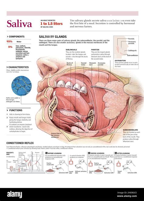 Infografía Del Funcionamiento De Las Glándulas Salivales Humanas La