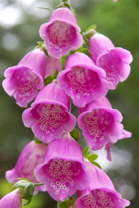 Romantic Flowers: Foxglove Meaning