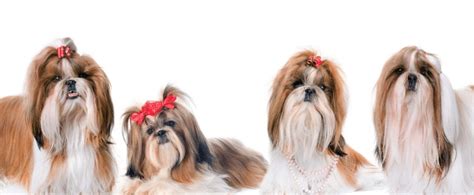 The Top 8 Shih Tzu Haircuts and Styles - SpiritDog Training