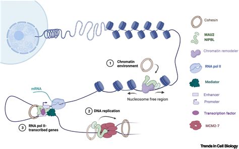 Nipbl And Cohesin New Take On A Classic Tale Trends In Cell Biology