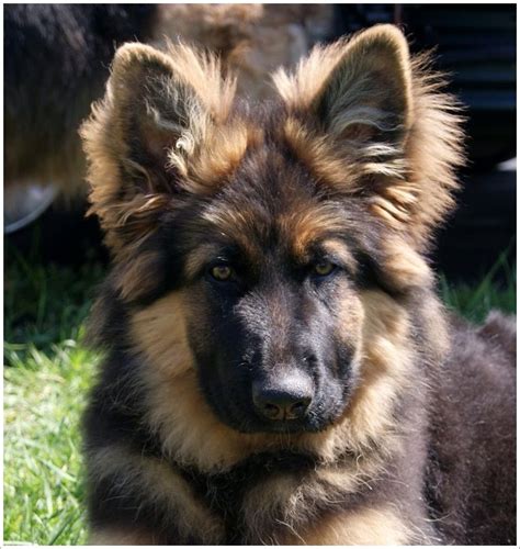 Trends For Red Sable German Shepherd Puppies