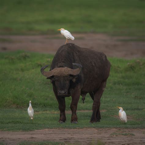 A bird is sitting on the back of a bull photo – Free Bird Image on Unsplash