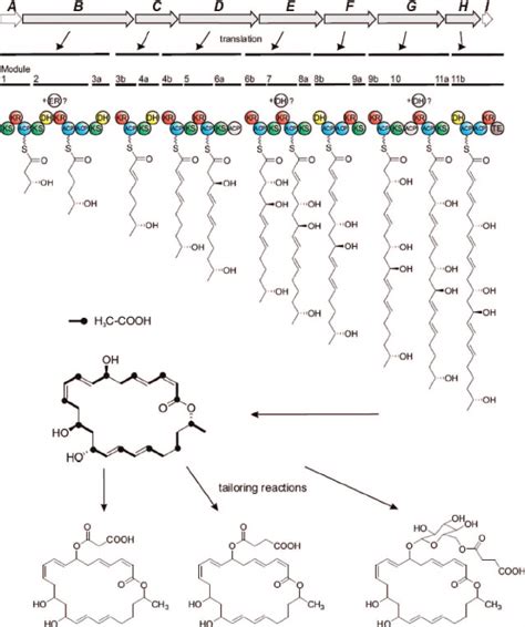 Proposed Scheme Of Macrolactin Biosynthesis In B Amyloliquefaciens