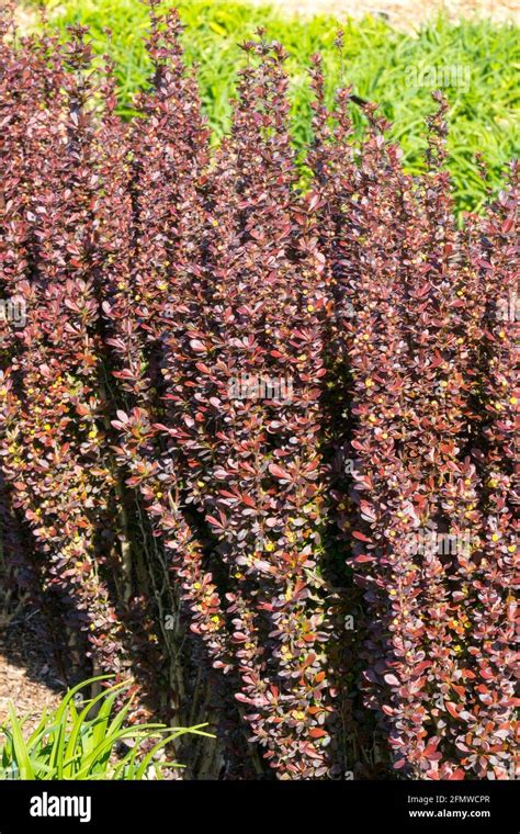 Berberis thumbergii "Red Pillar Stock Photo - Alamy