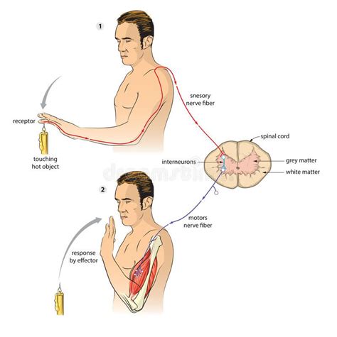 Abdominal Reflex Pathway