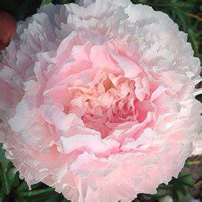 Пион 'Шифон Парфэ' / Paeonia lactiflora 'Chiffon Parfait' - Ландшафтная ...