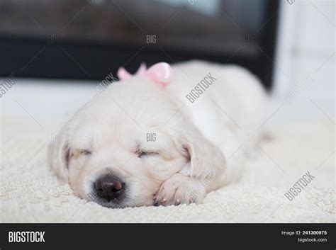 Cute Baby Puppies Sleeping