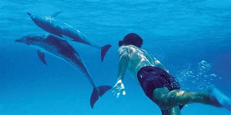 Exclusive Private Swim With Dolphins Whale Watching Mauritius