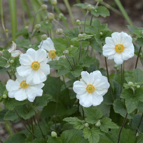 Anemone Honorine Jobert For Sale Shop Stuarts Stuarts