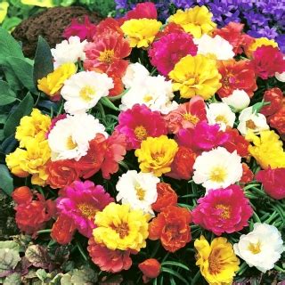 Moss Rose Double Mix Portulaca Grandiflora Fl Pl 4500 Zaden