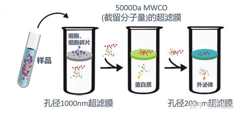 谷谷给你介绍外泌体提取技术 知乎