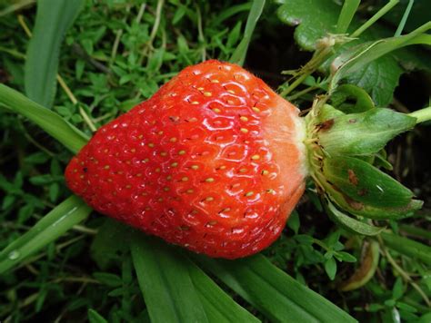 Strawberry Yields Forever Free Finca