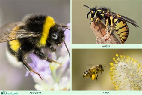 Diferencias Entre Abejas Y Avispas Características Y Fotos