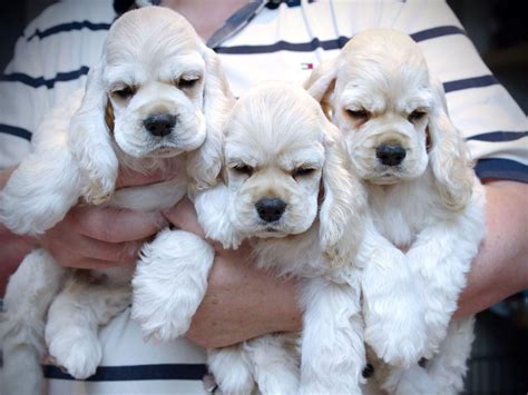 Cocker Spaniel Puppies North Queensland