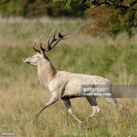 Elaphus Photos And Premium High Res Pictures Getty Images