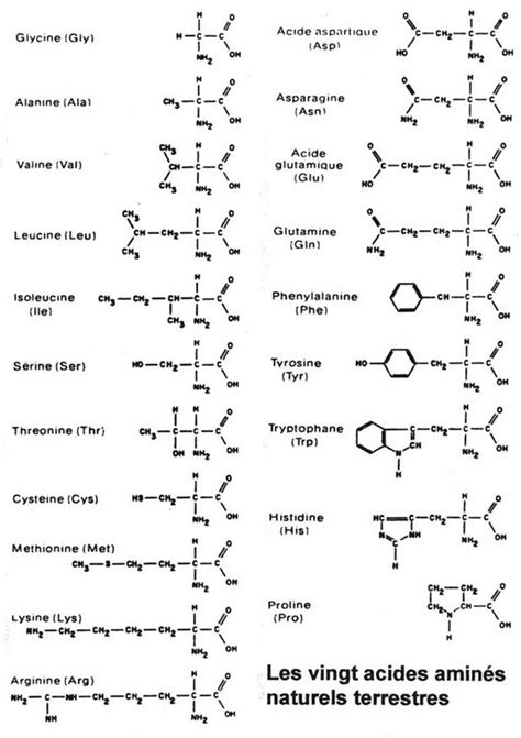 PDF les 20 acides aminés et leurs formules pdf PDF Télécharger Download