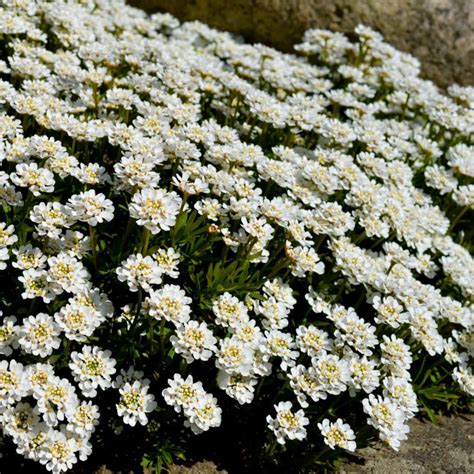 Ubiorek Wiecznie Zielony Iberis Sempervirens Wygl D Wymagania