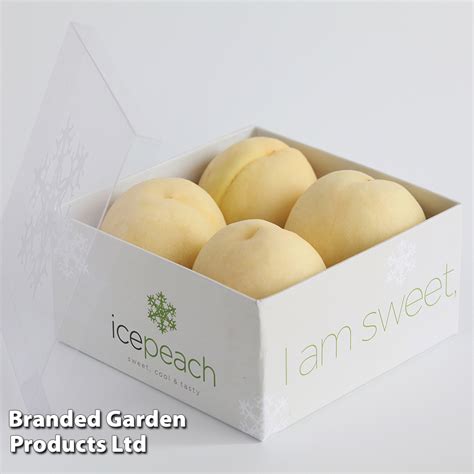 Peach 'Ice Peach' (Dwarf Patio Peach) | Thompson & Morgan
