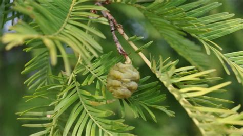 This Is A Huge Fast Growing Tree The Dawn Redwood Youtube