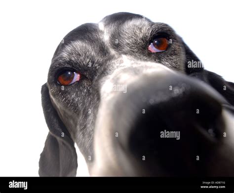 Dog Looking Into Camera Stock Photo Alamy