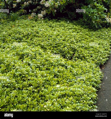 Pachysandra terminalis hi-res stock photography and images - Alamy