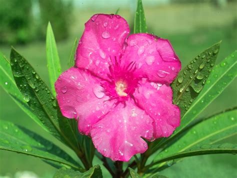 Filerosa Oleander Wikimedia Commons