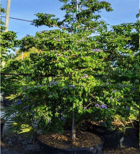 Florida Lignum Vitae Tree (Guaiacum Sanctum) for Sale | TreeWorld Wholesale