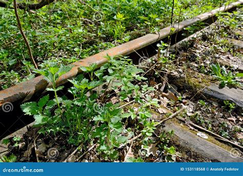 Old Rusty Rails Of An Abandoned Railway In Forest Stock Photo Image