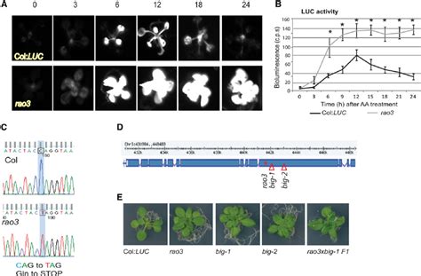 Identification Of RAO3 BIG As A Regulator Of AOX1a A Bioluminescence