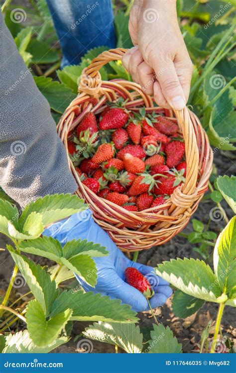 Female Farmer Is Picking Fresh Red Ripe Strawberries On The Bed Stock