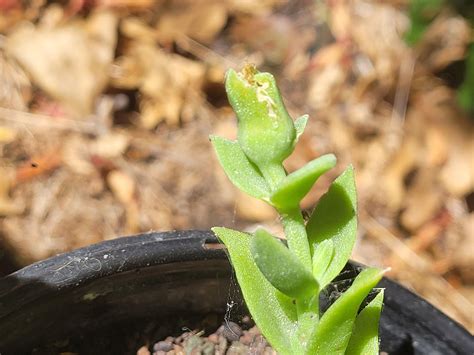 Flowers that I pollinated using different plants from seed. Is the