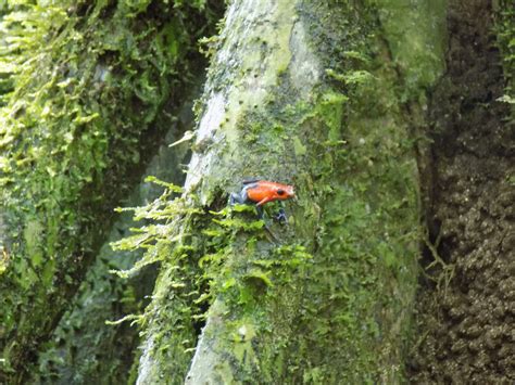 How do baby poison dart frogs get their poison?? | MSEM in the Field